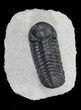 Detailed, Austerops Trilobite - Morocco #66902-1